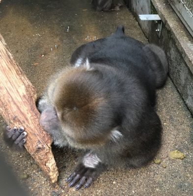 止まり木食い
