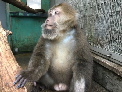 止まり木落とし
