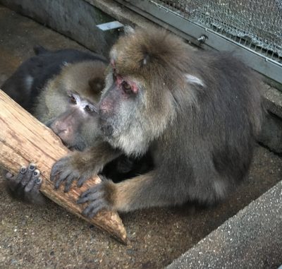 サクラとザルバ