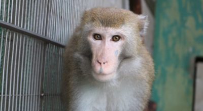 ミラン