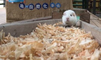 寄ってくる
