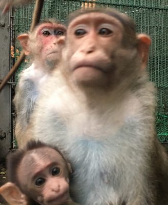 背後にテン