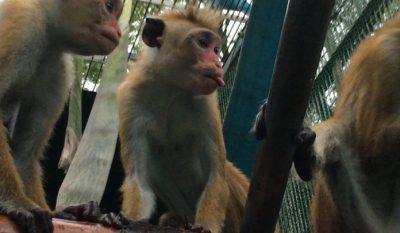 ホップ