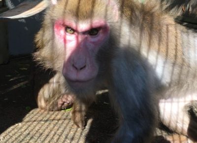 ウナギ