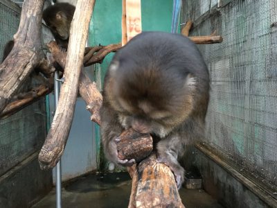 あしもとを噛む