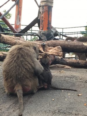 スシとスルメ