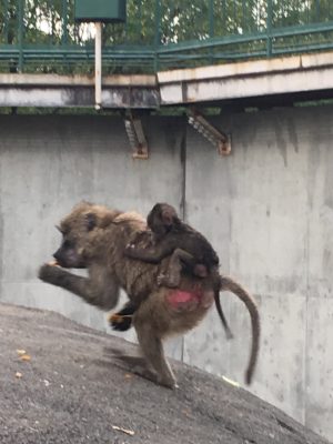 スシとスルメ2