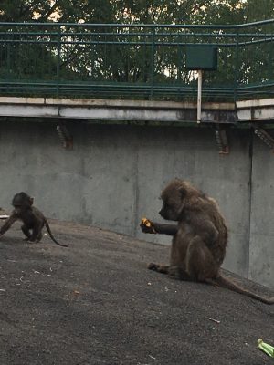 スシとスルメ3