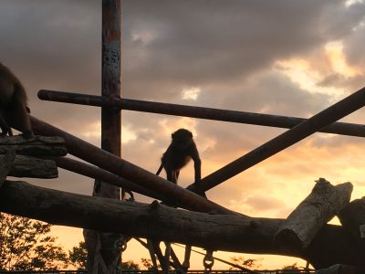 ヒヒのこども　夕暮れ