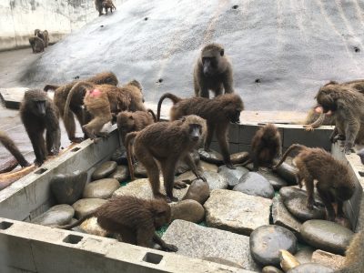 ヒヒの城　探索ゾーン2