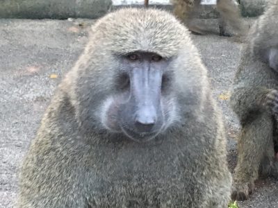 ナッシュ