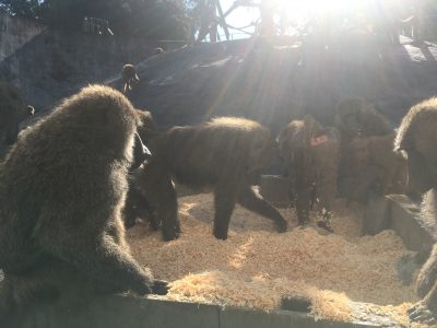 探索ゾーンのヒヒたち2