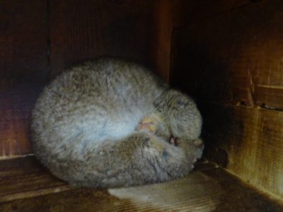 トウコの寝相