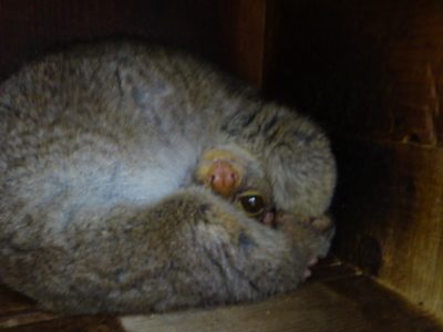 トウコ