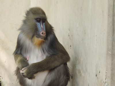 ディディ