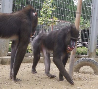 サム挨拶