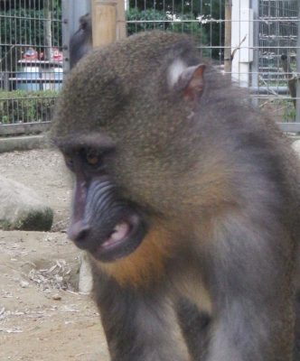 ディスコ