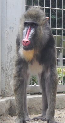 デコ