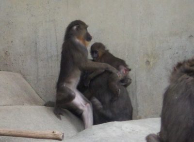 デコの背に乗るイラーリ