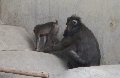 デコの腕に乗るイラーリ