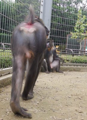 ニースケ近づく