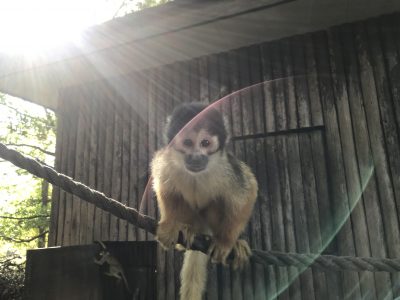 ミカンおばあちゃん