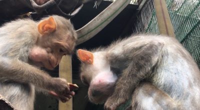 シャンミンとテン