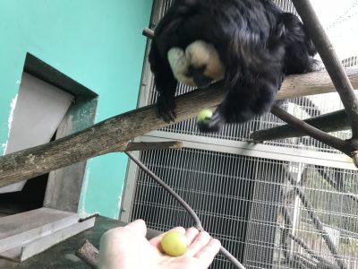 ブドウを持って行ったモップくん