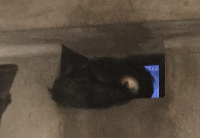 モップくん就寝中？