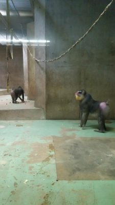 見上げるキンシャサ