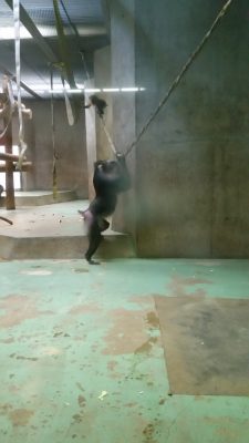 消火ホースの上のイラーリ