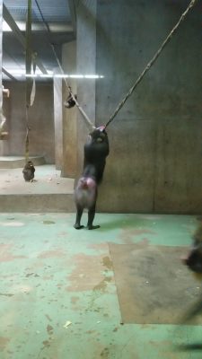 イラーリ揺れる