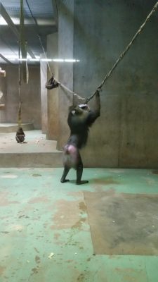 バランス保つイラーリ