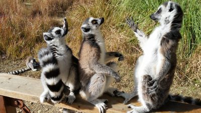 同じように手を広げる