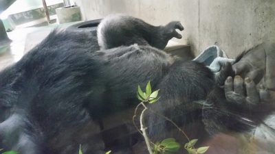 はらタロウ