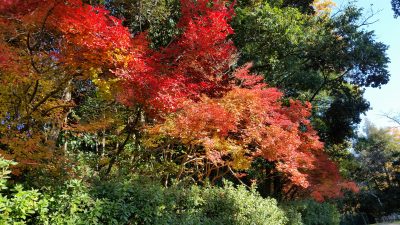 紅葉