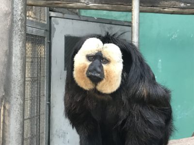 こっちを見てるモップくん