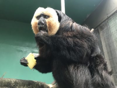 頬張るモップくん
