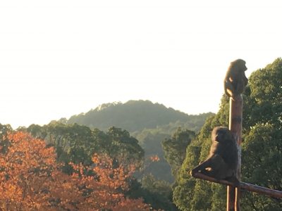 紅葉とヒヒ