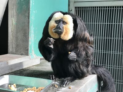 右のペレット、左のミルクパン