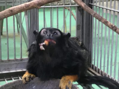 ブドウを食べるシリウス