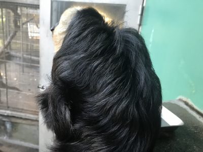 モップくんの後ろ姿