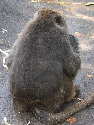 ロミオの背中