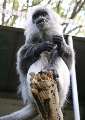 バルカン