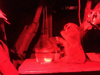 ミズキとナンテン