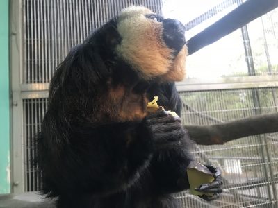 夕飯時のモップくん