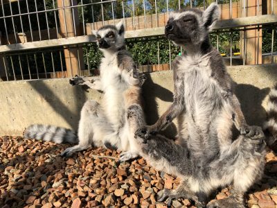 テツ、ウメキチ