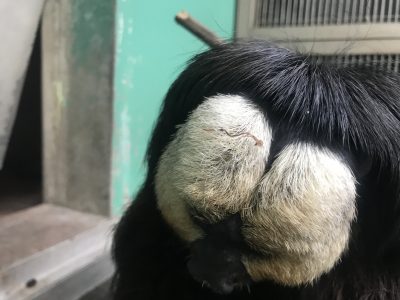 モップくん頭のゴミ
