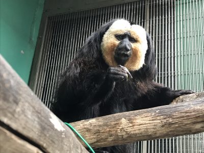 こっちを見ているモップくん