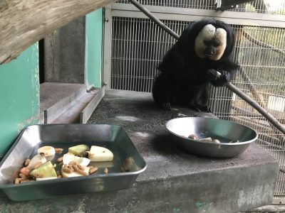 ご飯を前にしたモップくん